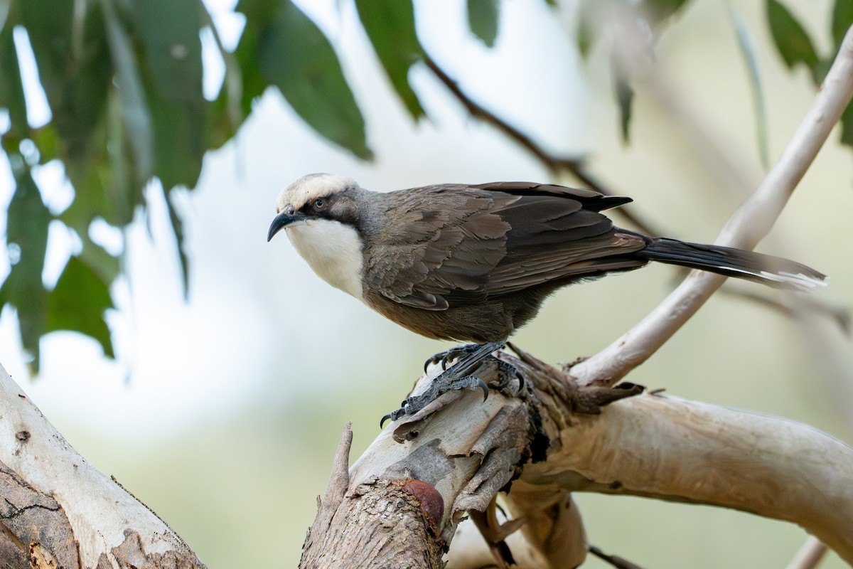 Gray-crowned Babbler - ML643202392