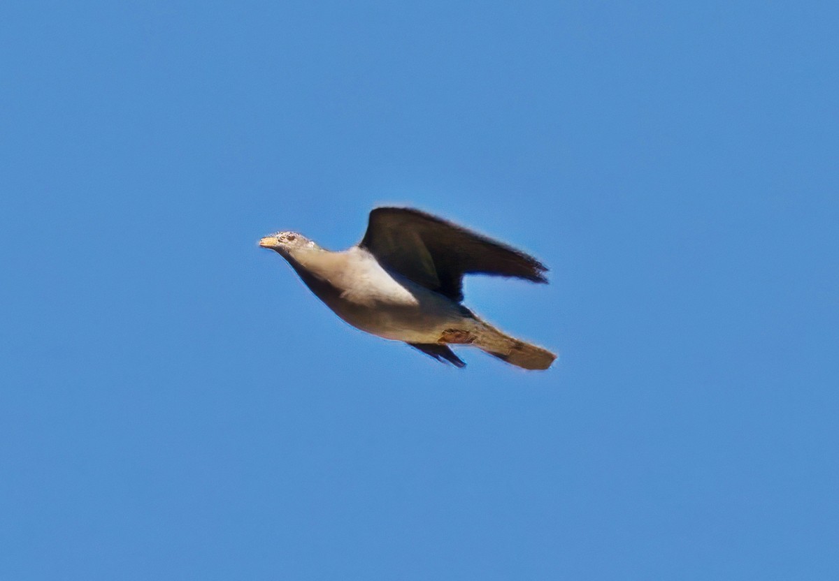 Band-tailed Pigeon - ML643202393