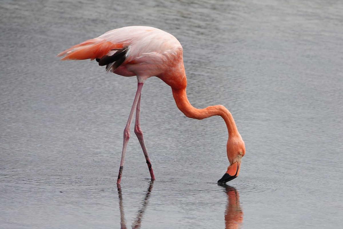 American Flamingo - ML643202395