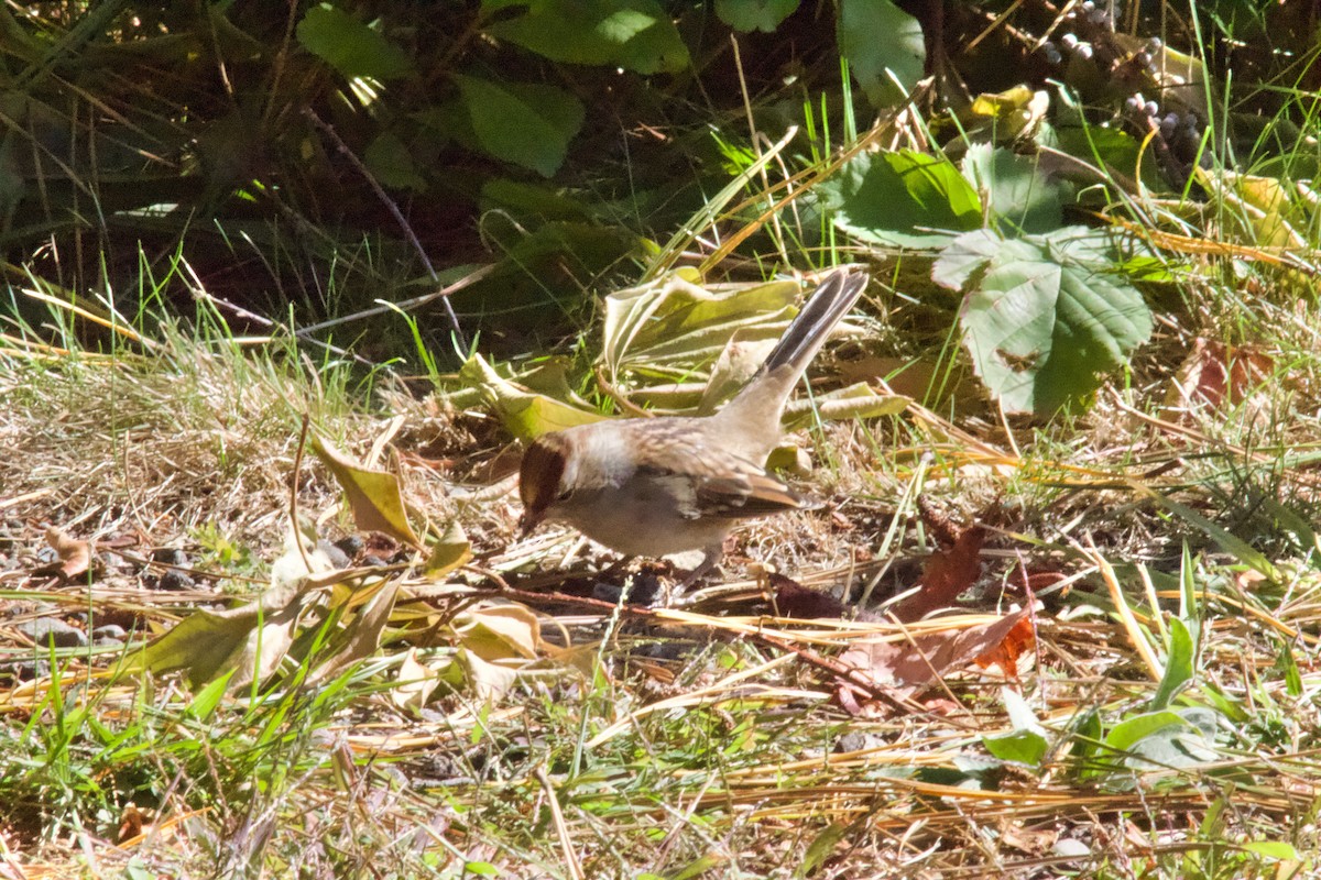 White-crowned Sparrow - ML643202396