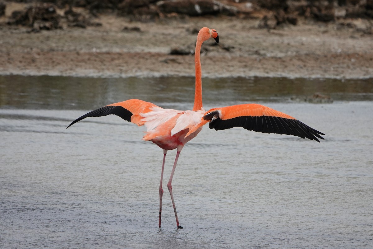 American Flamingo - ML643202399