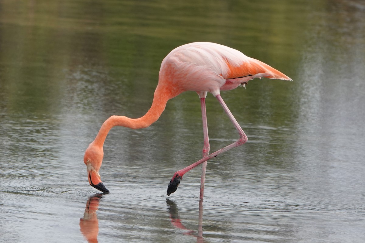 American Flamingo - ML643202400