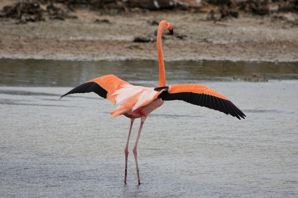 American Flamingo - ML643202401