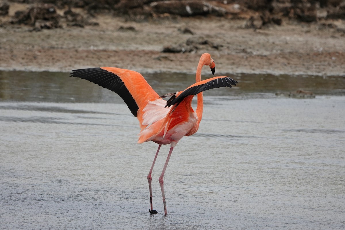 American Flamingo - ML643202403