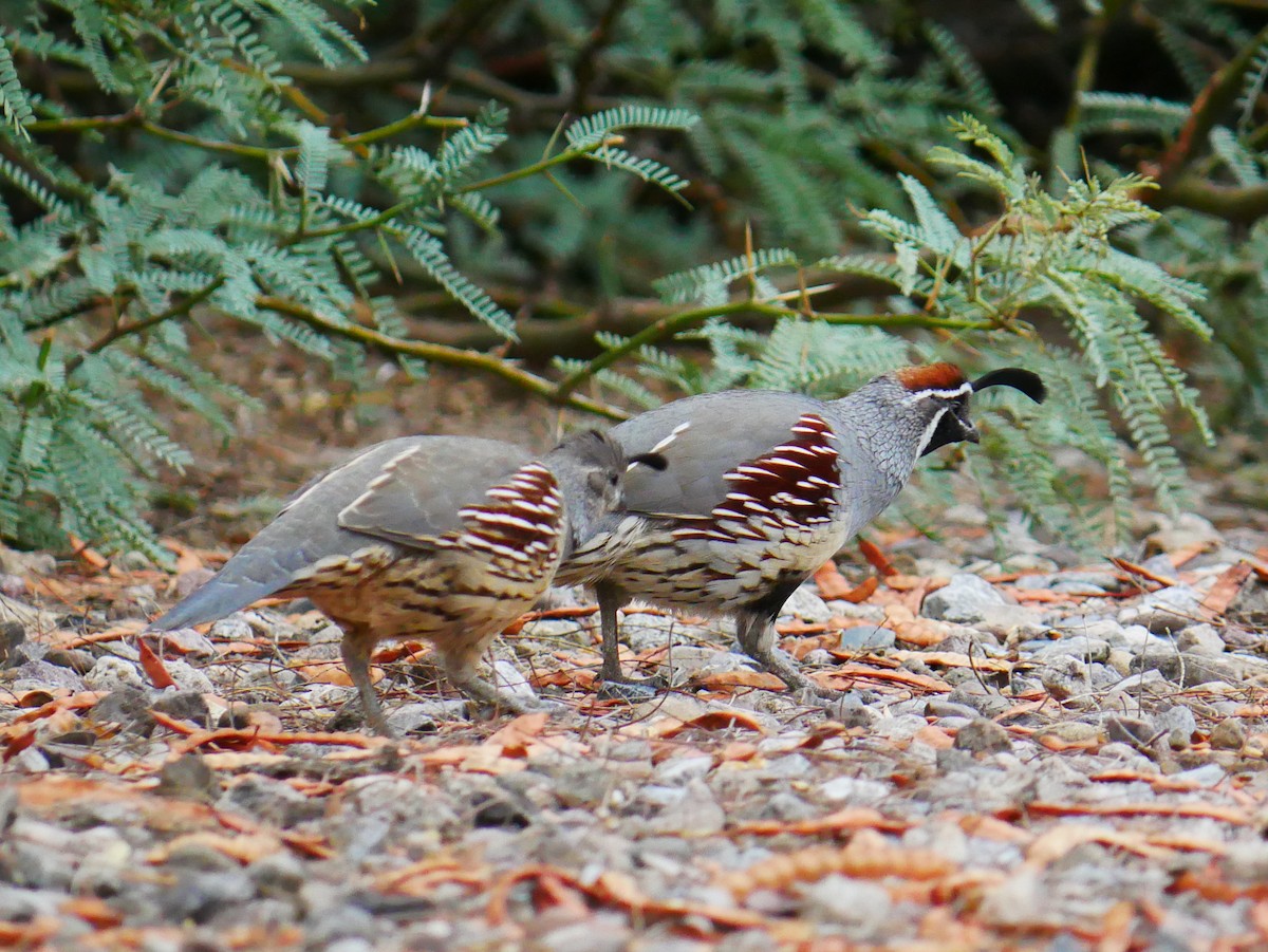 Gambel's Quail - ML643202404