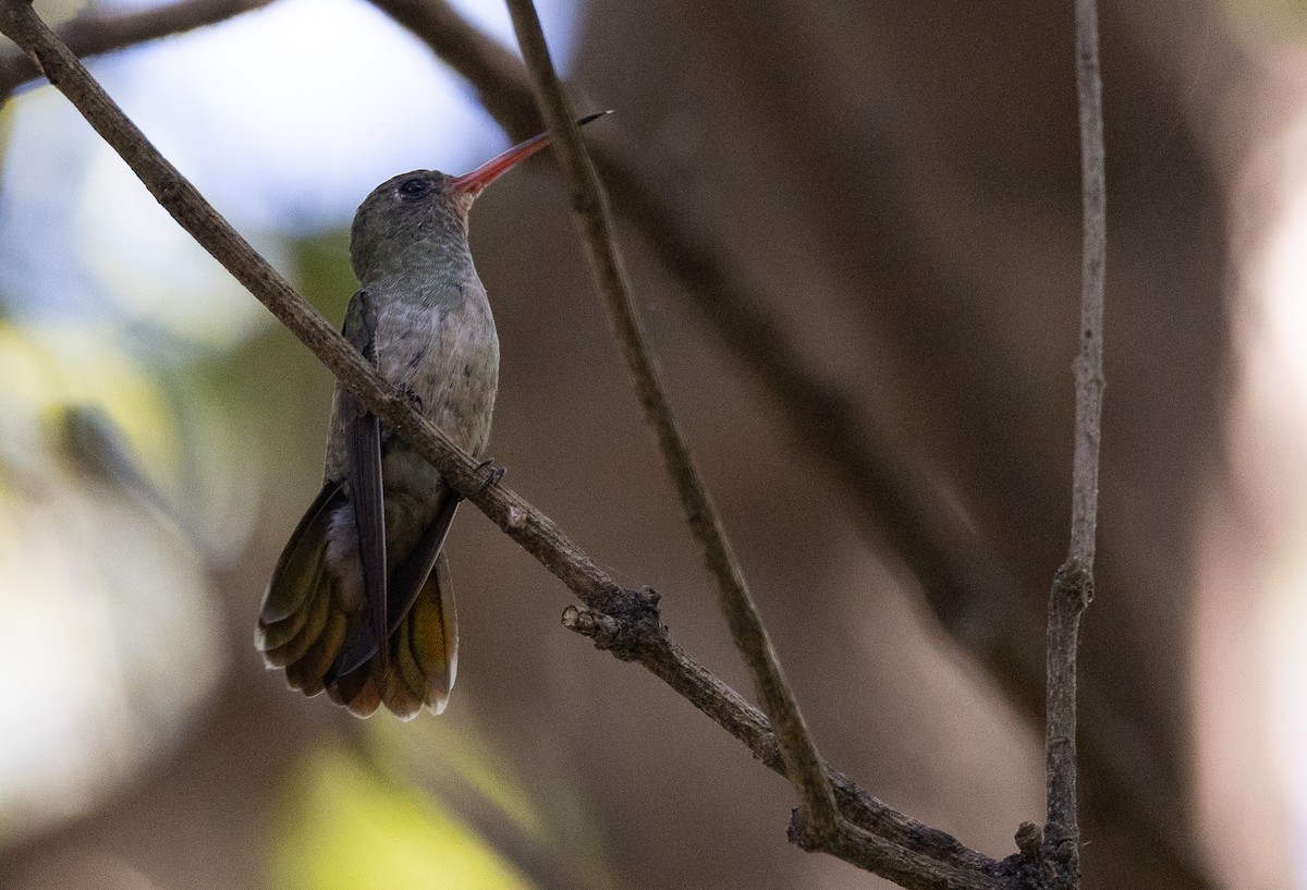 Gilded Hummingbird - ML643202405