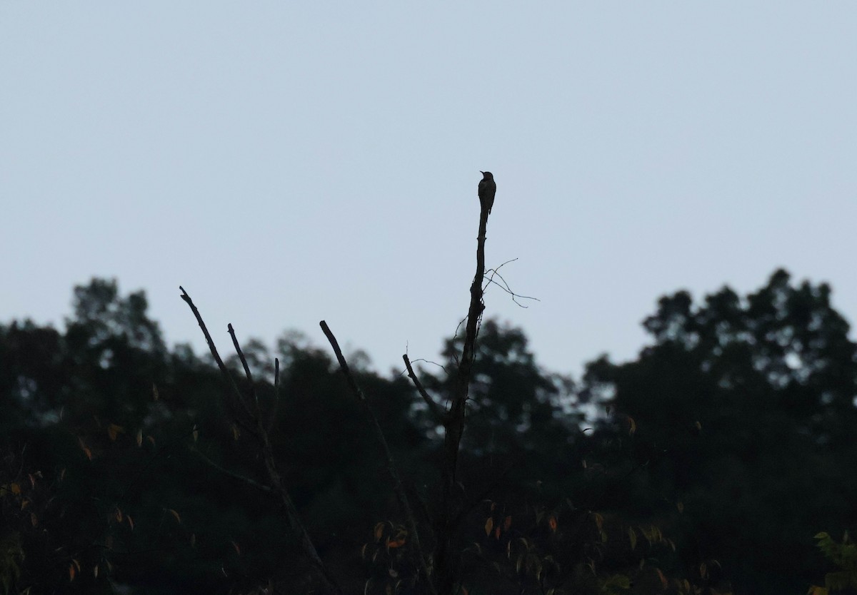 Northern Flicker - ML643202407