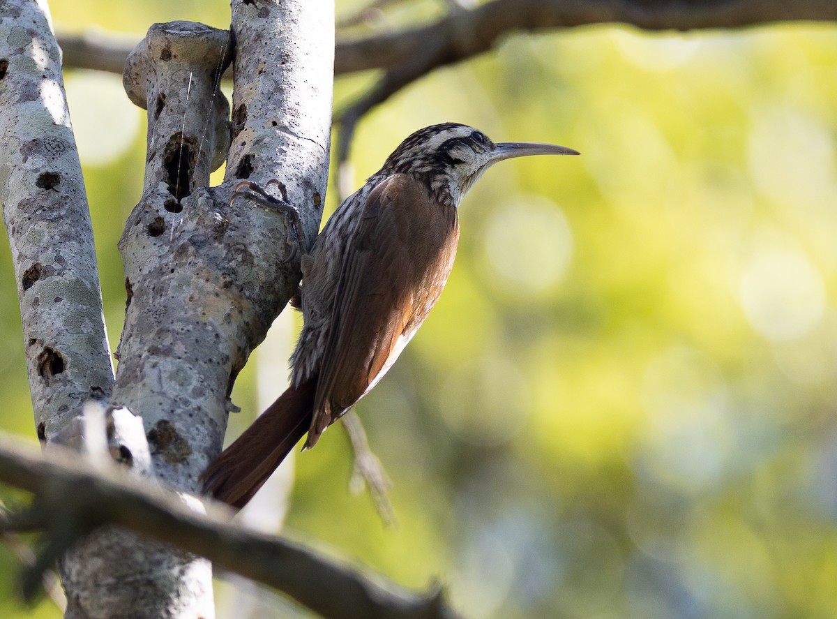 Narrow-billed Woodcreeper - ML643202413