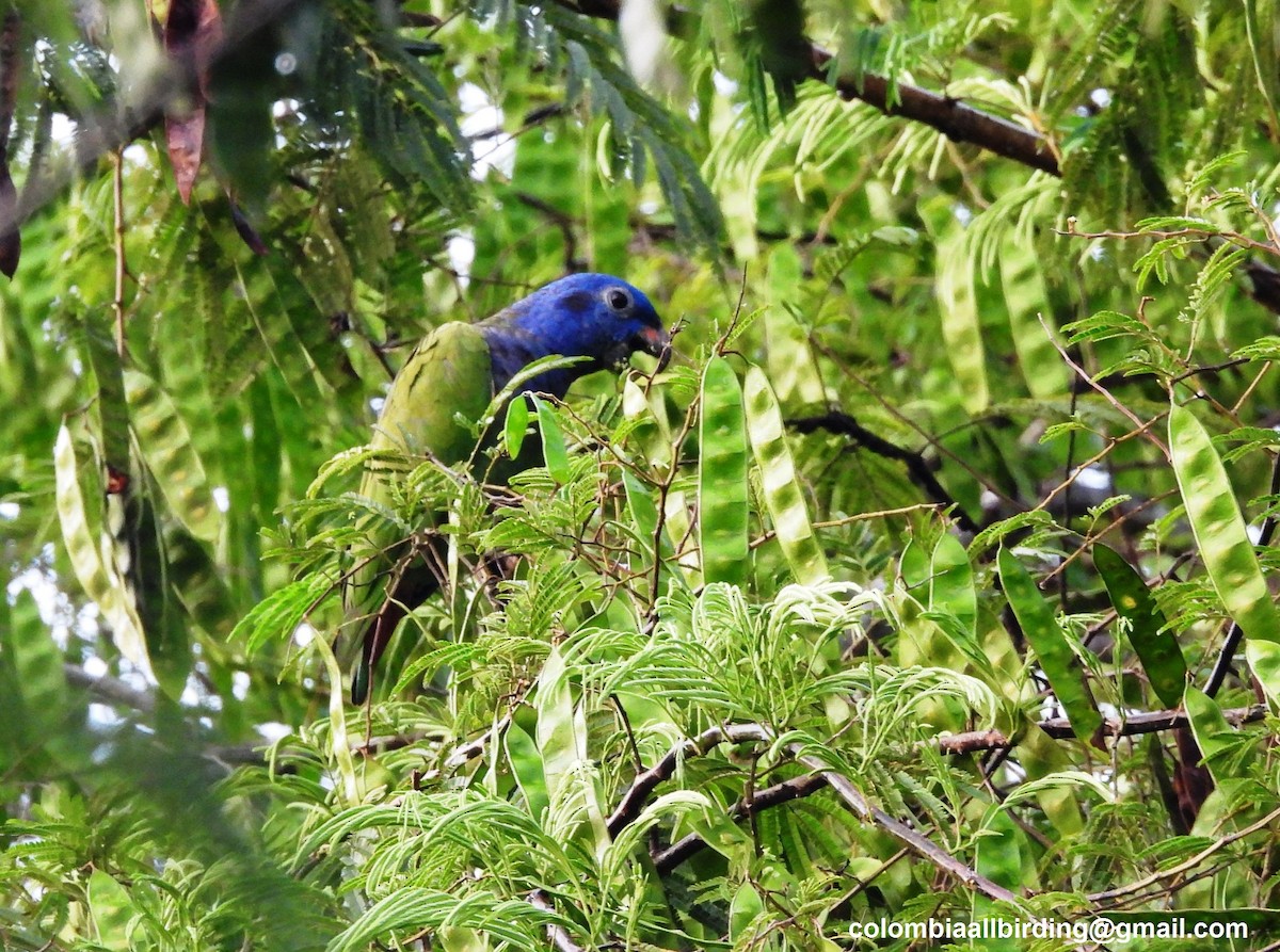 Blue-headed Parrot - ML643202414