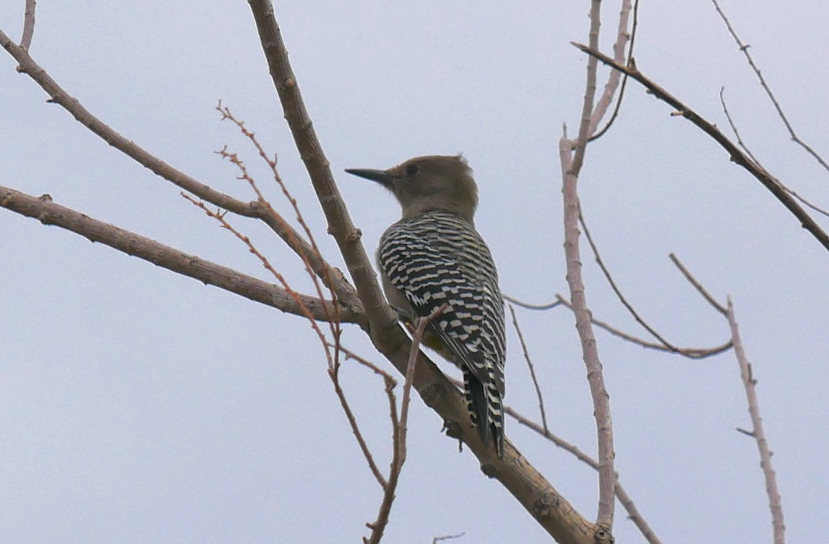 Gila Woodpecker - ML643202415