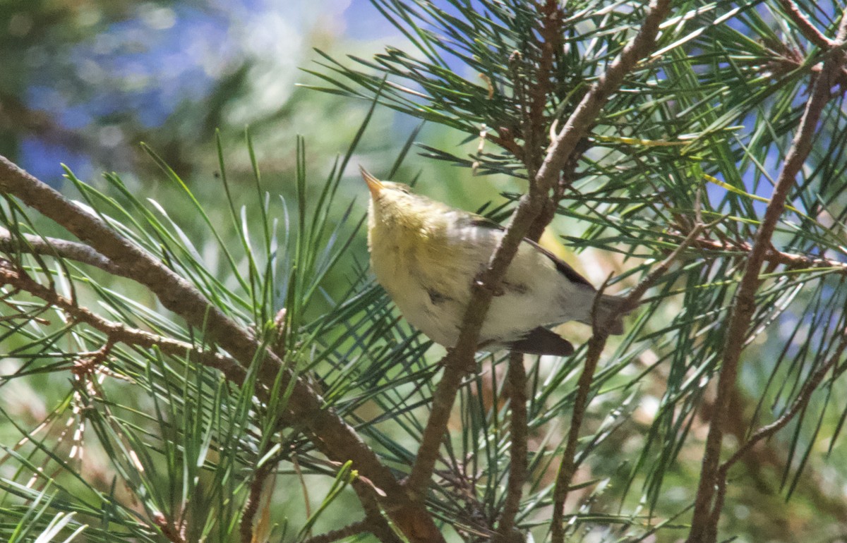 Bay-breasted Warbler - ML643202416