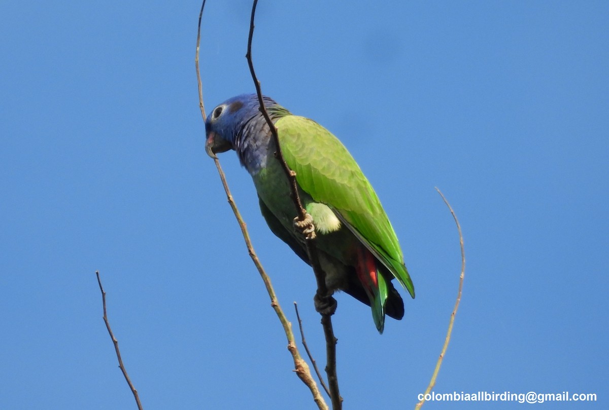 Blue-headed Parrot - ML643202422