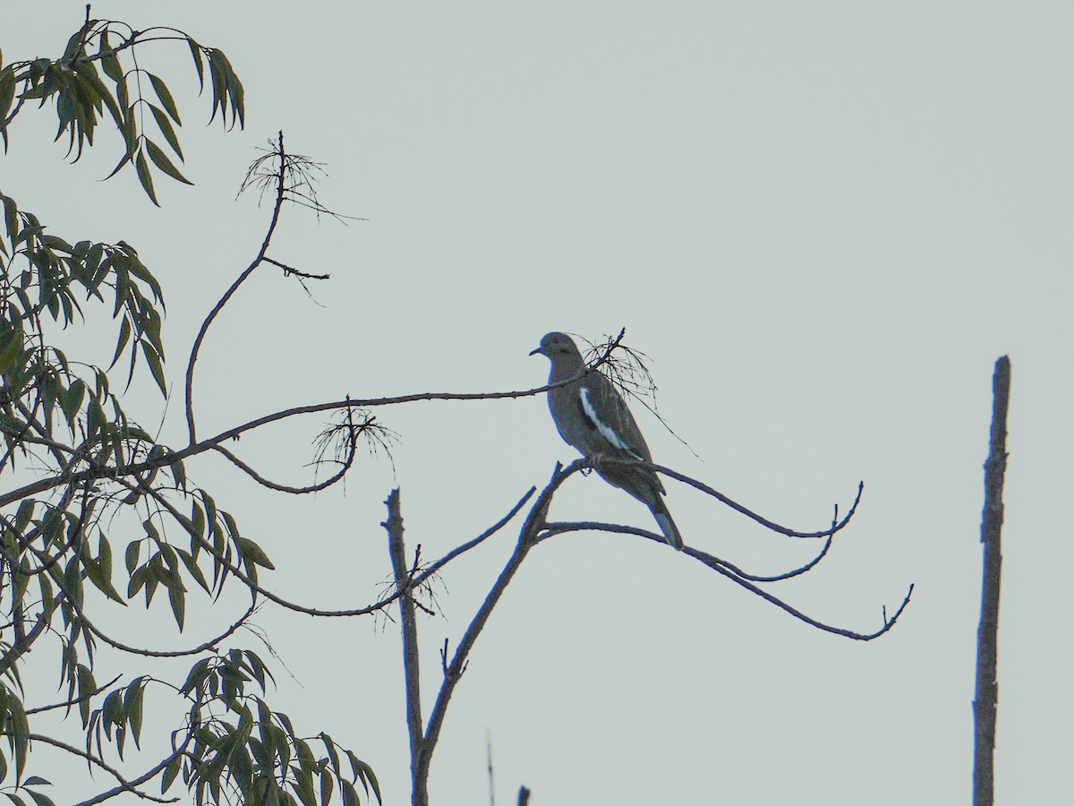 White-winged Dove - ML643202425