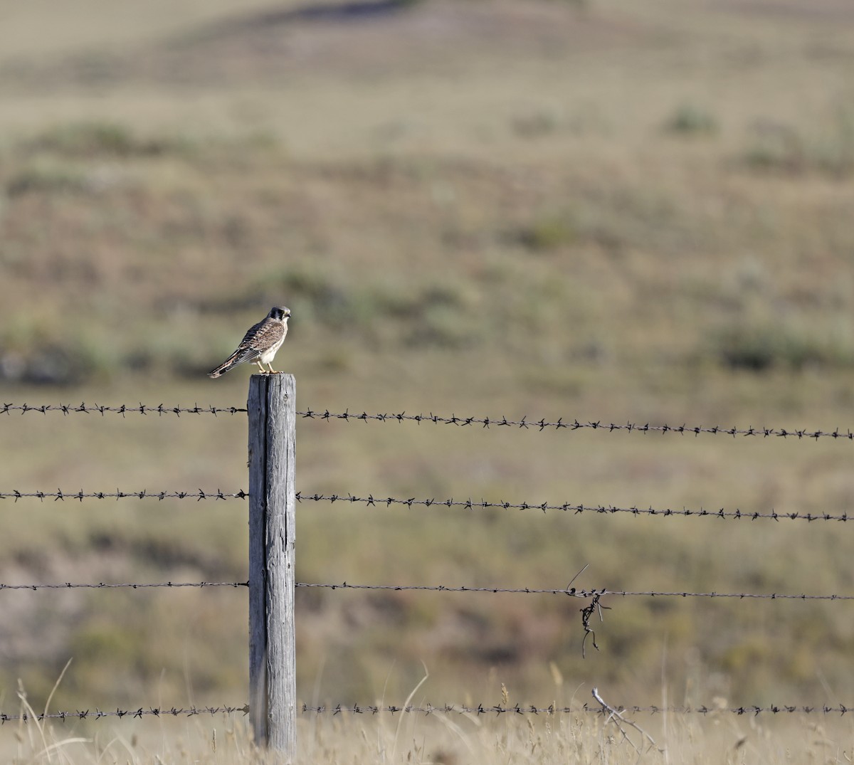 American Kestrel - ML643202428