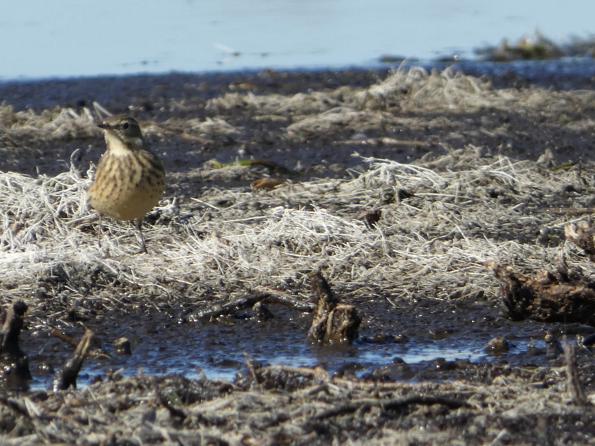 American Pipit - ML643202516