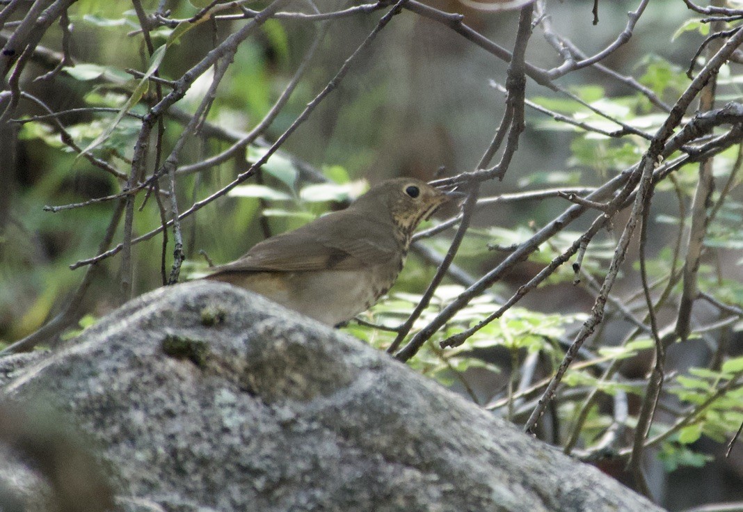 Swainson's Thrush - ML643202517