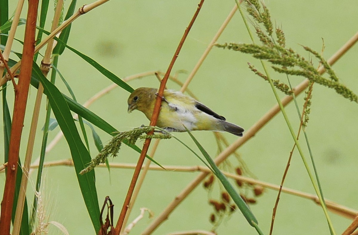 Lesser Goldfinch - ML643202524