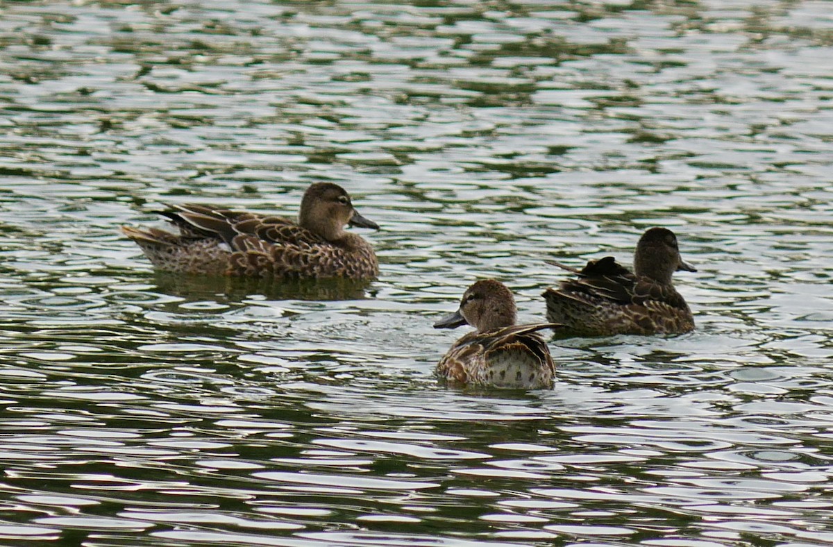 Cinnamon Teal - ML643202531