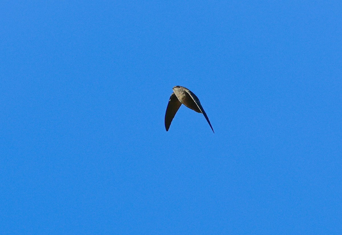 Chimney Swift - ML643202541