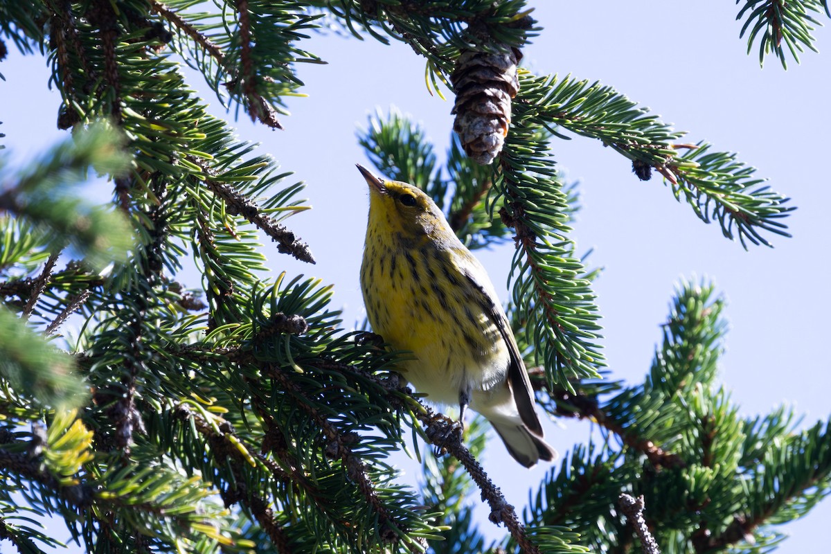 Cape May Warbler - ML643202544