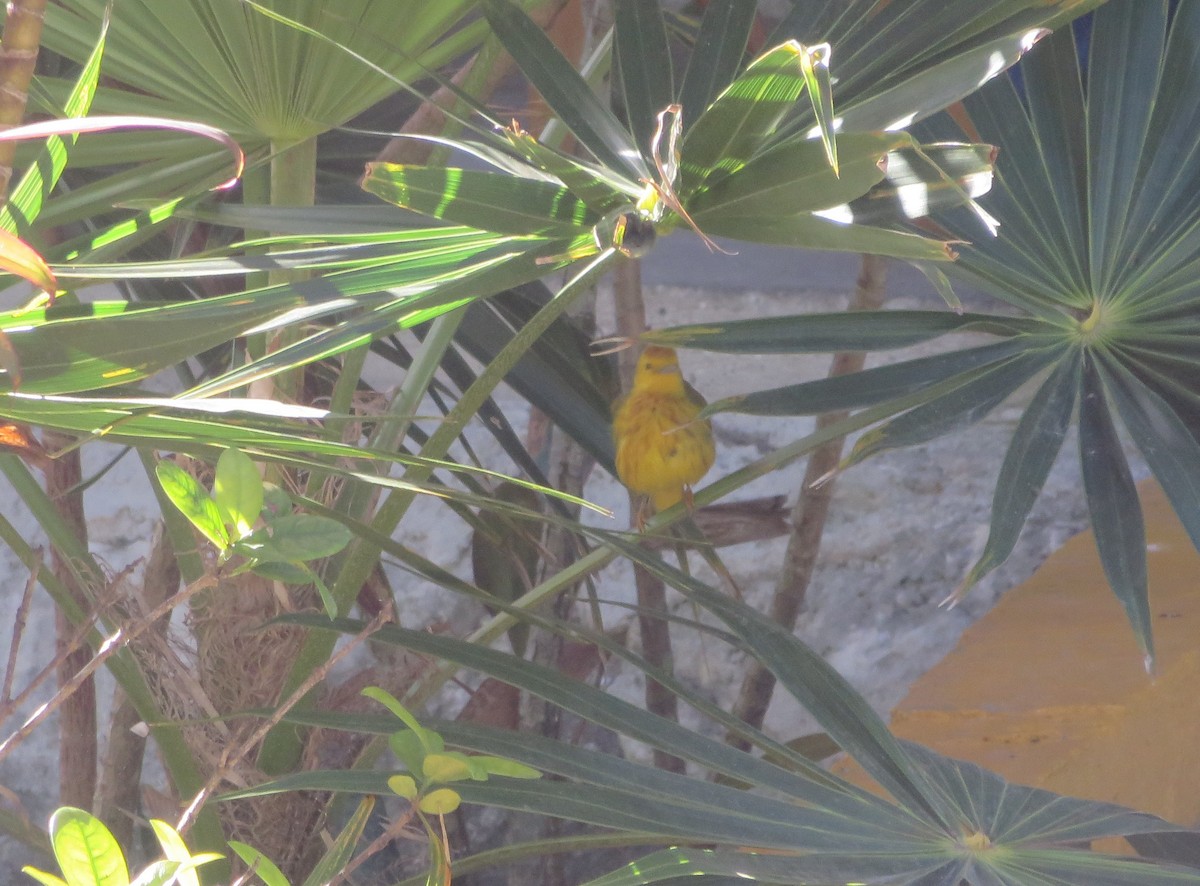 Northern/Mangrove Yellow Warbler - ML643202558