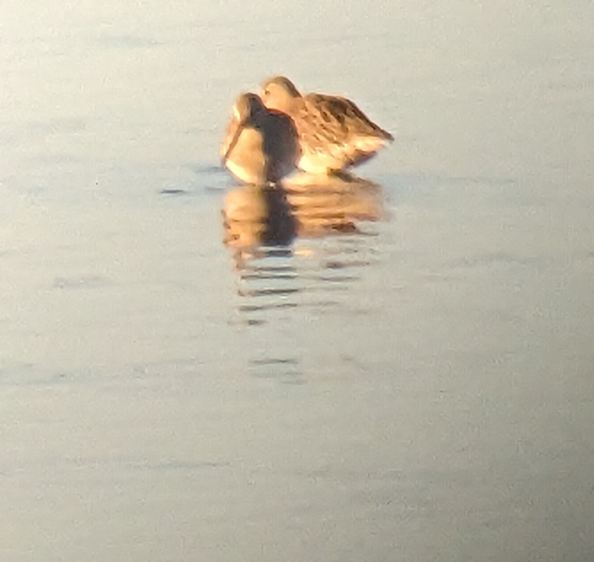 Long-billed Dowitcher - ML643202574