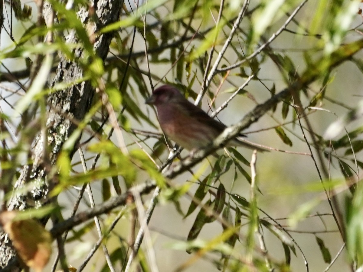 Roselin pourpré - ML643202585