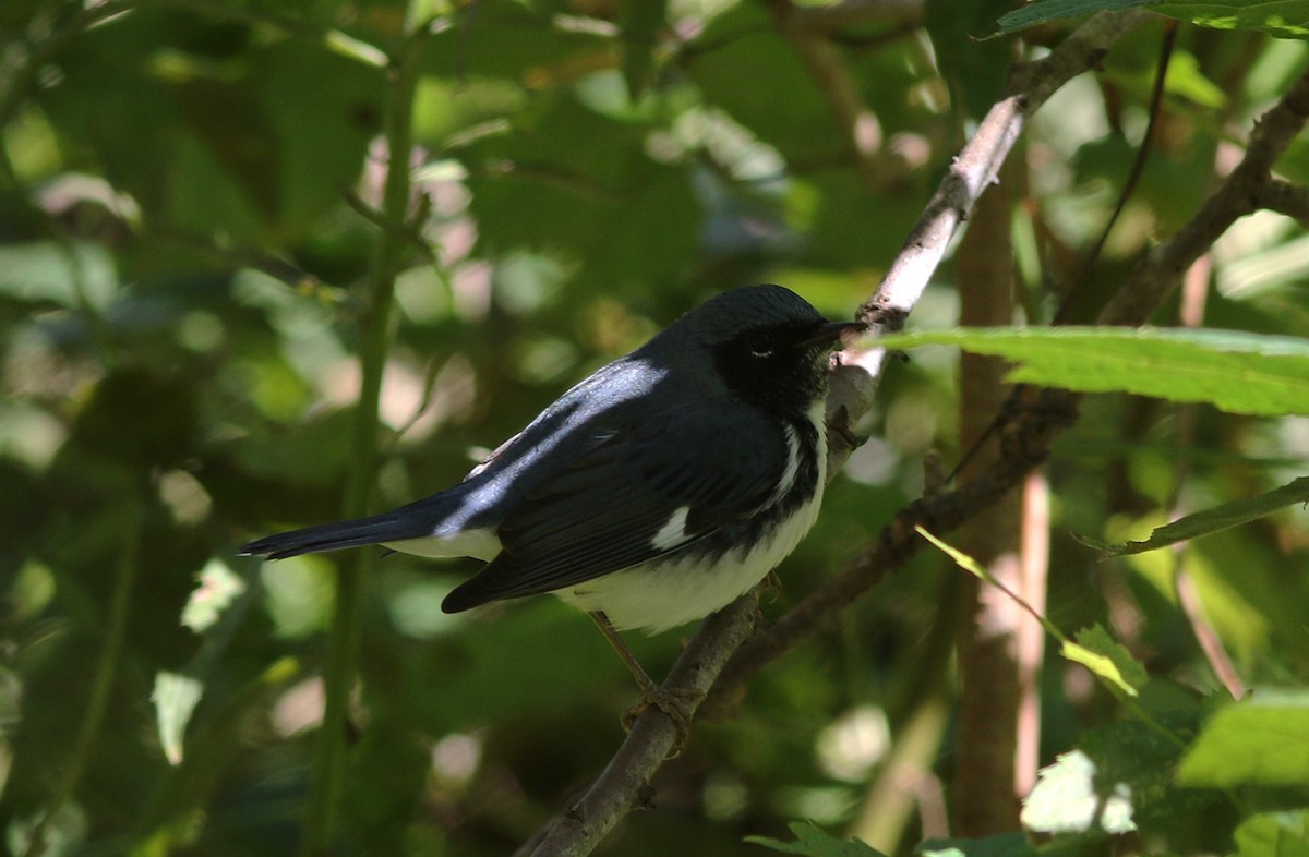 Black-throated Blue Warbler - ML643202614