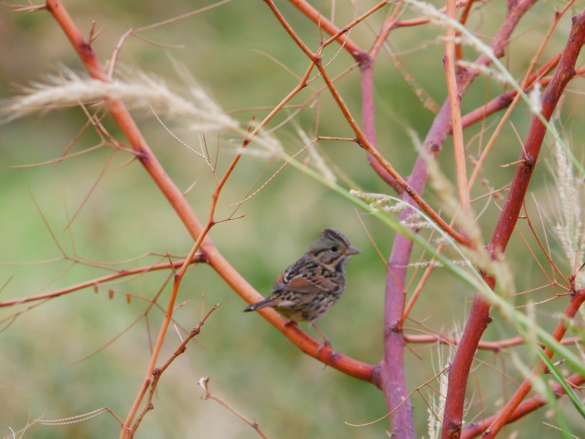 Lincoln's Sparrow - ML643202666
