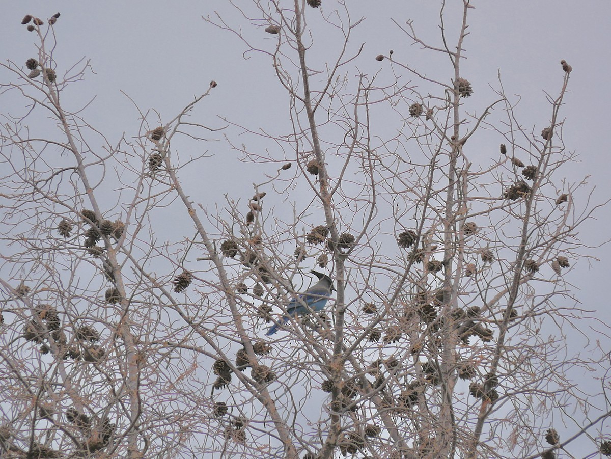 Steller's Jay - ML643202693