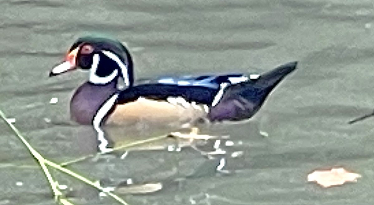 Canard branchu - ML643202694