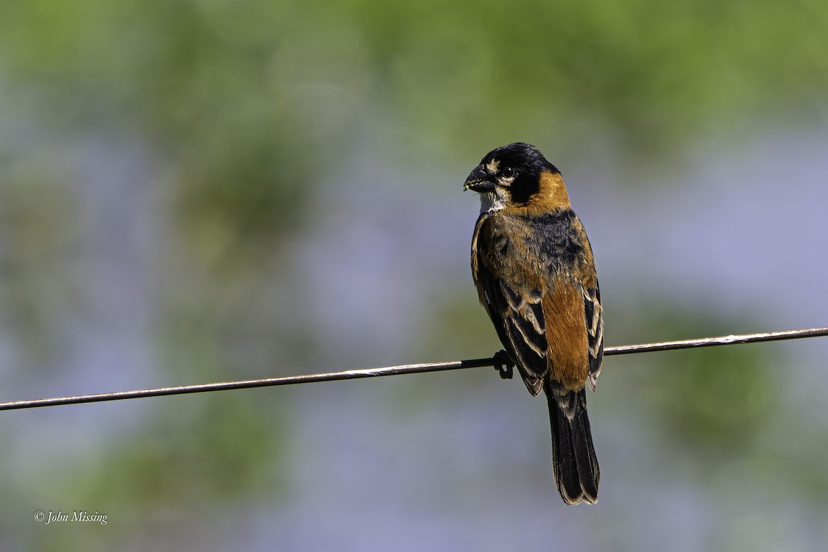Rusty-collared Seedeater - ML643202700