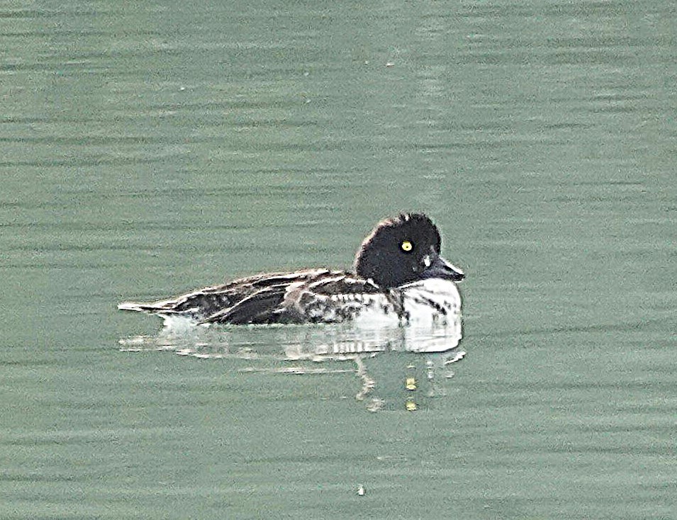 Common Goldeneye - ML643202727