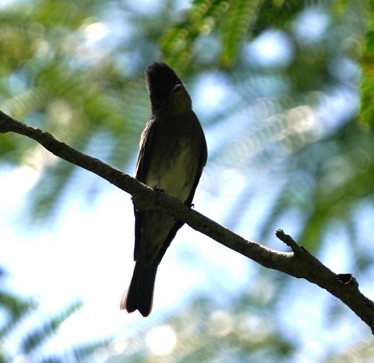 Contopus sp. - ML643202748