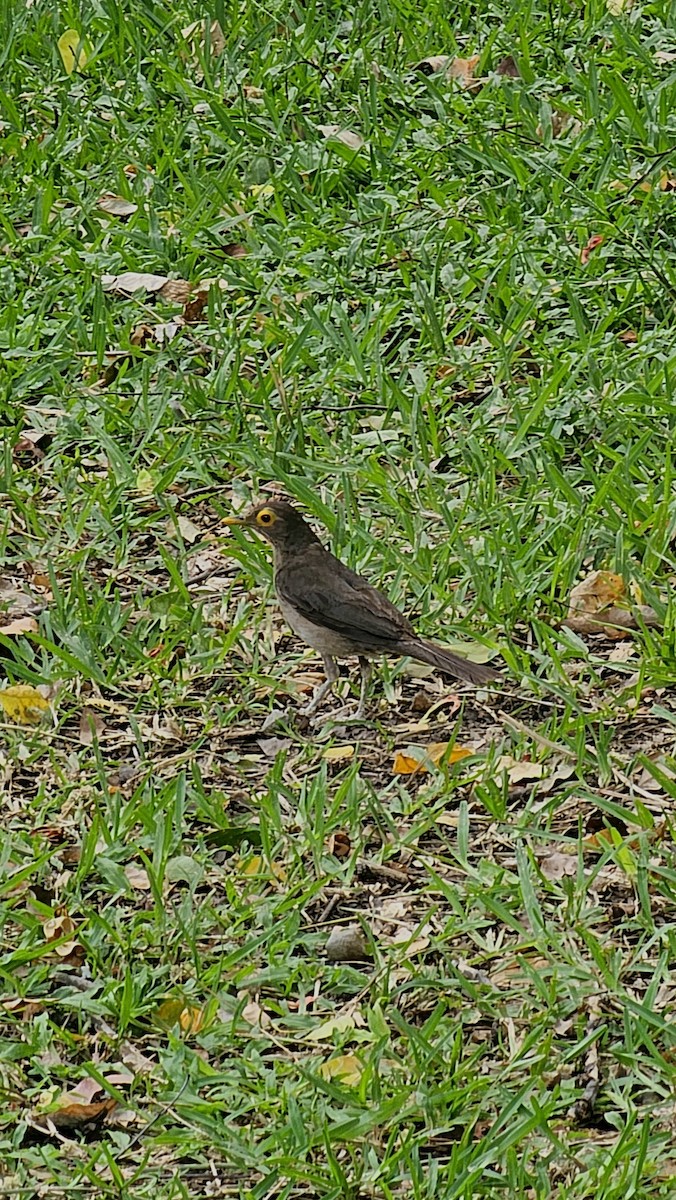 Spectacled Thrush - ML643202820