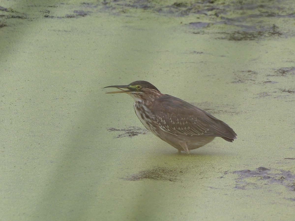 Green Heron - ML643202821