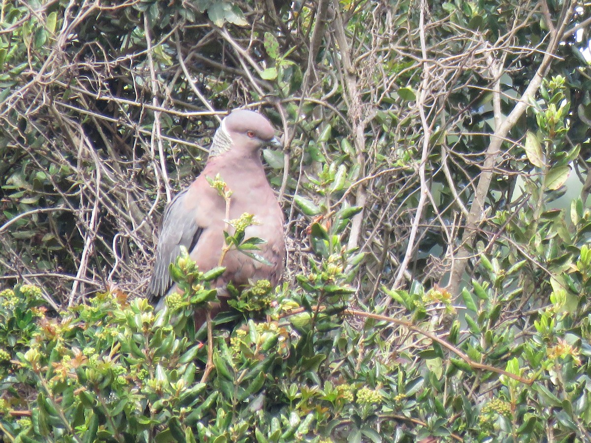 Chilean Pigeon - ML643202831