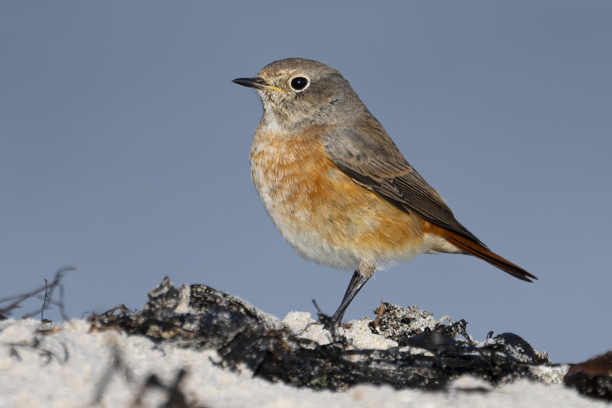 rehek zahradní - ML643202838