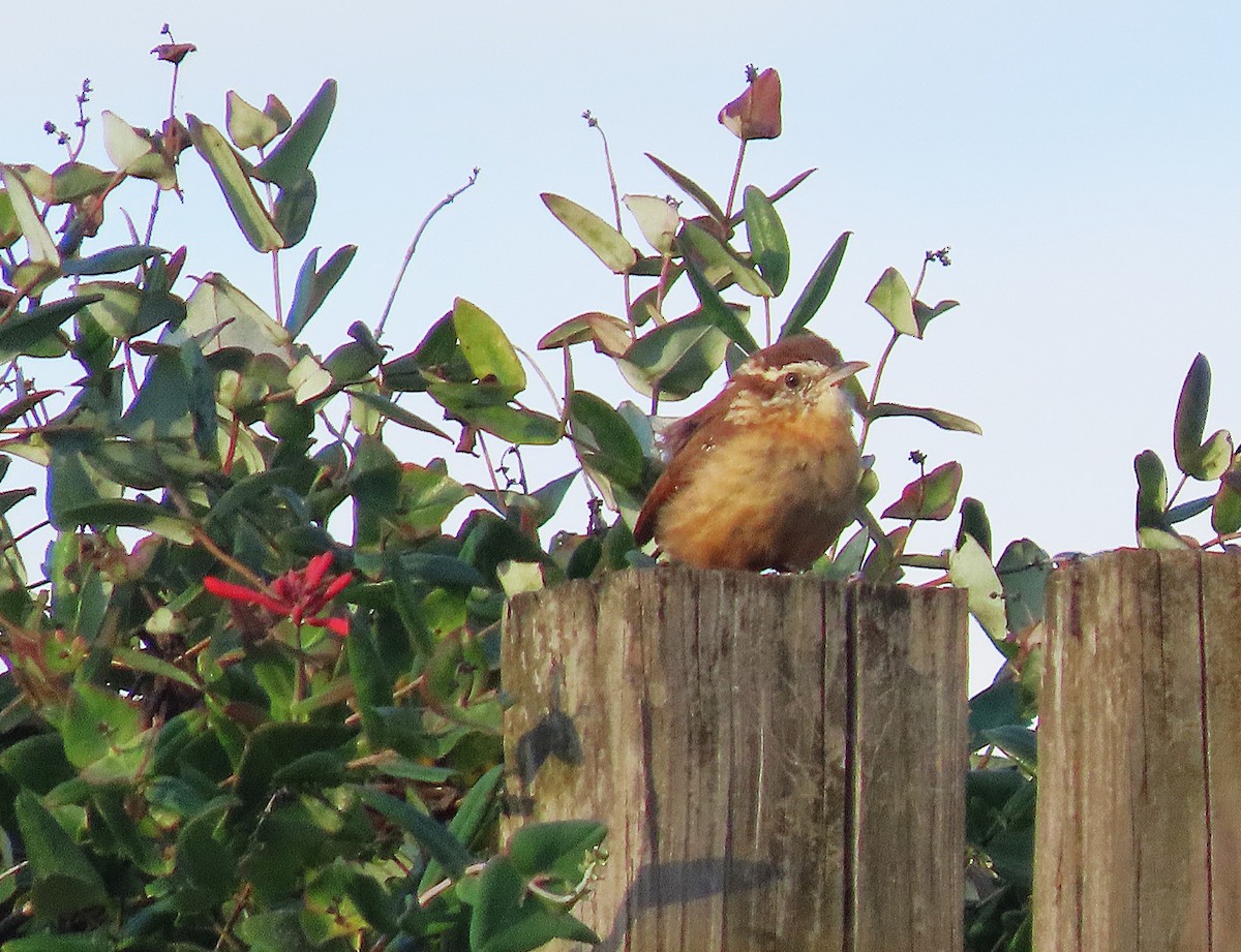 Carolina Wren - ML643202839