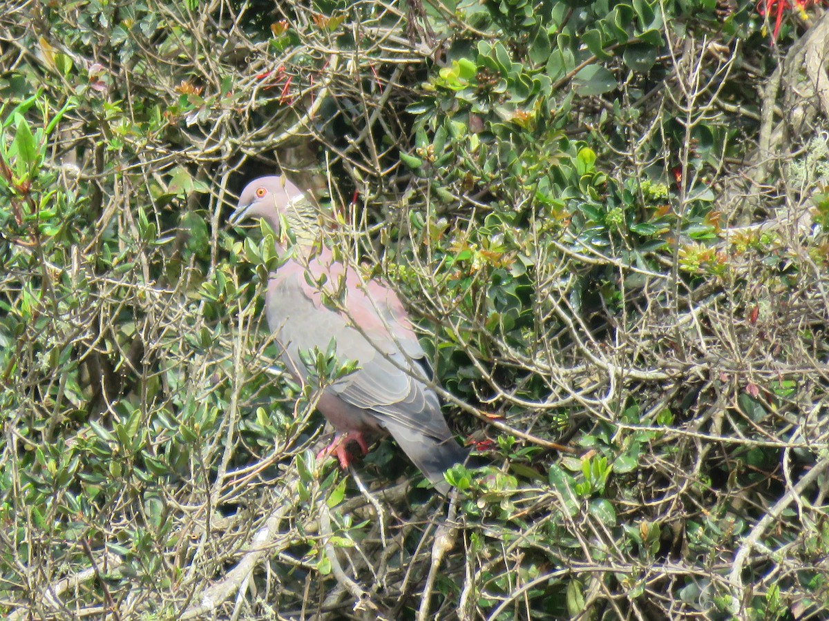 Chilean Pigeon - ML643202848