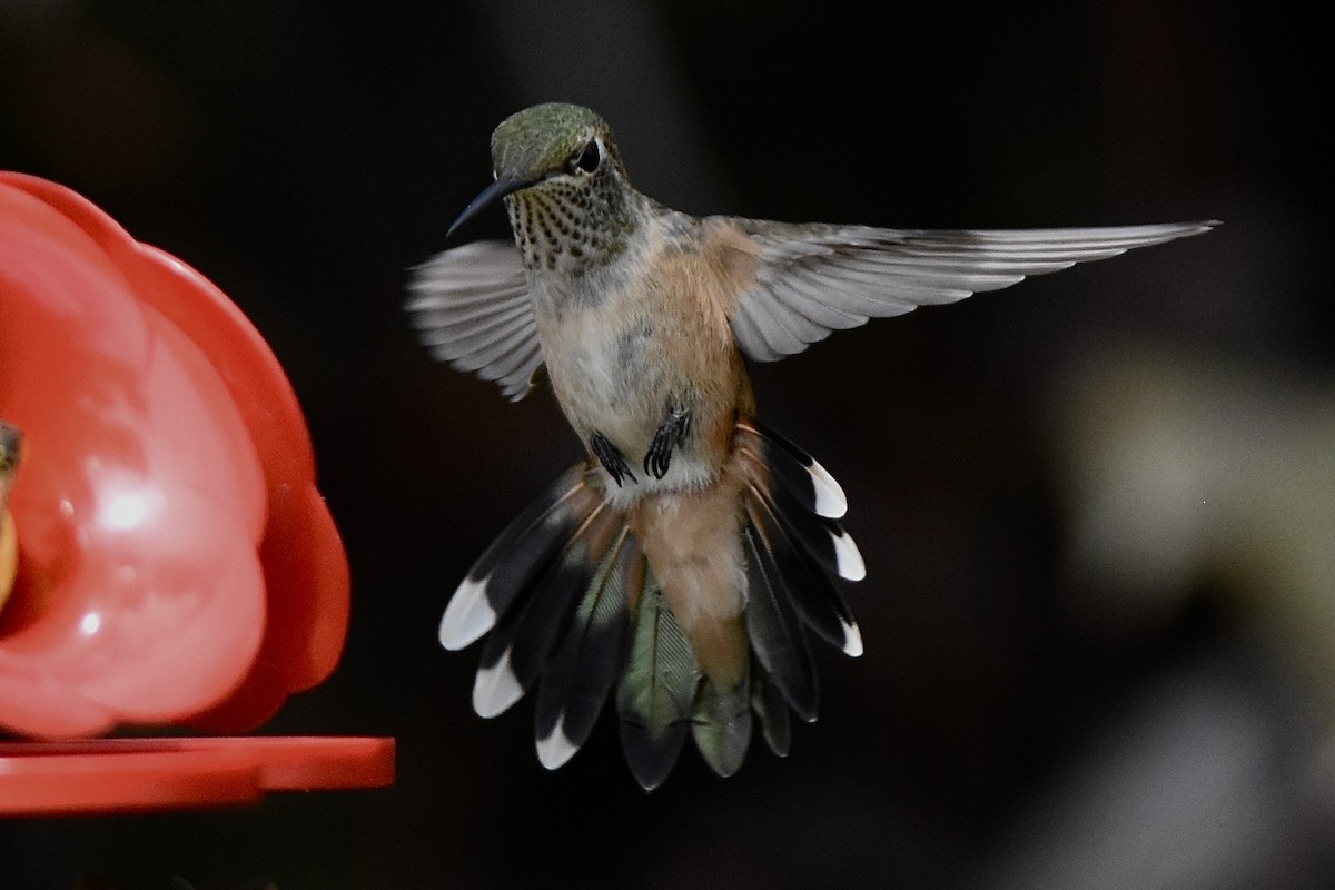 Broad-tailed Hummingbird - ML643202850