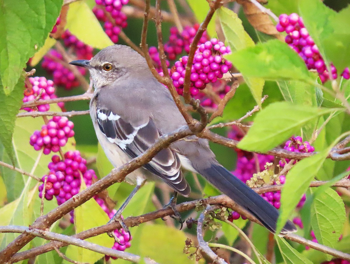 Northern Mockingbird - ML643202852