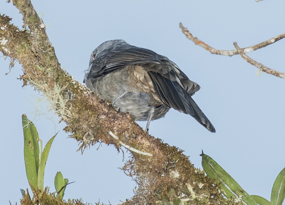 Dusky Piha - ML643202853