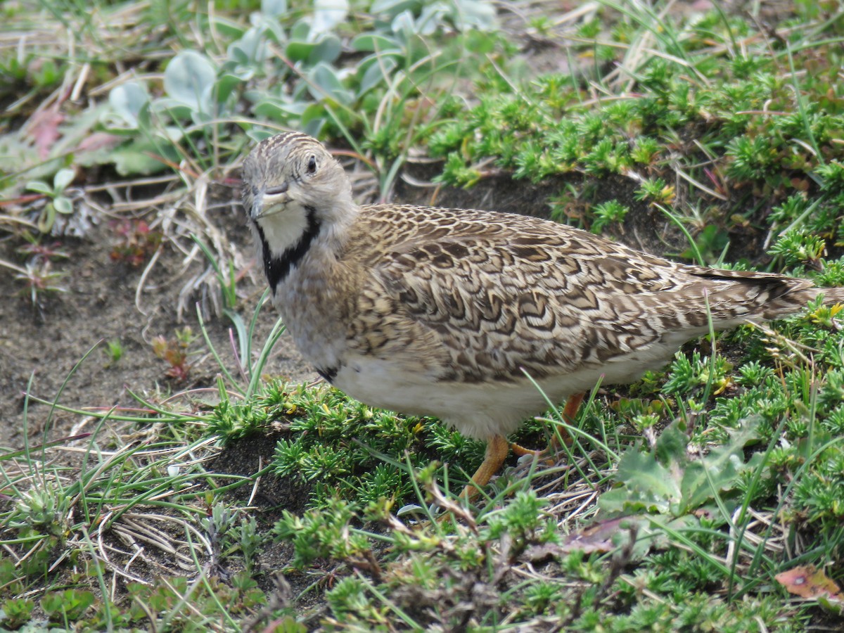 Least Seedsnipe - ML643202860