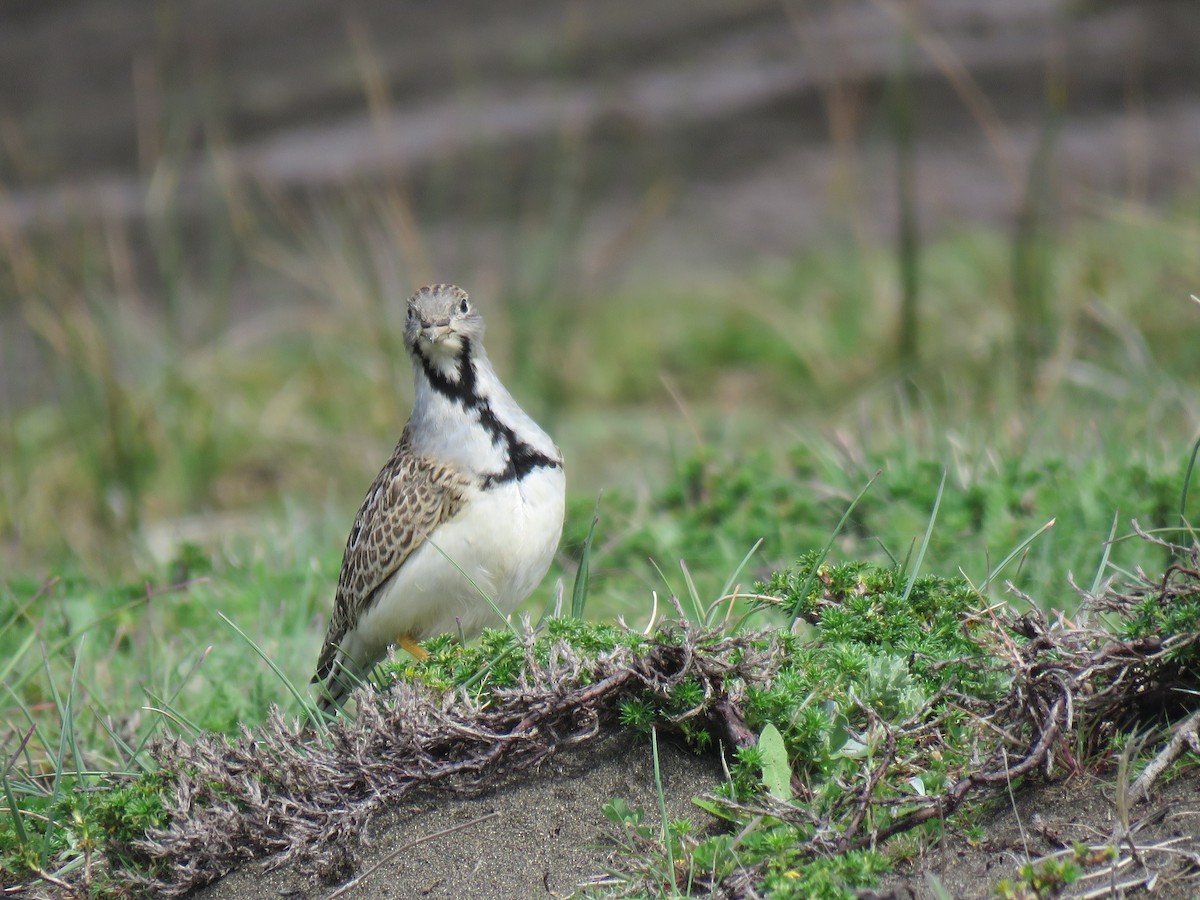 Least Seedsnipe - ML643202871