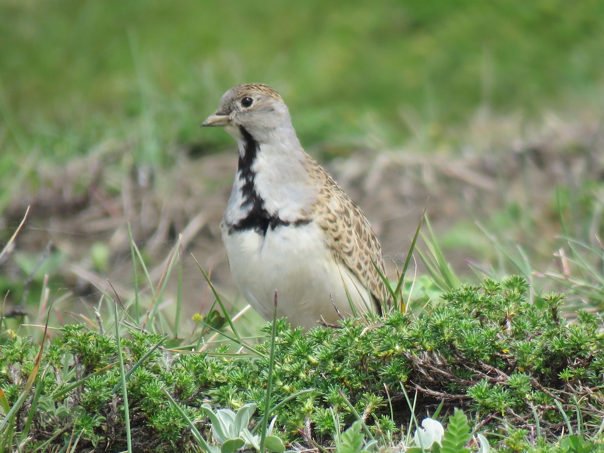 Least Seedsnipe - ML643202906