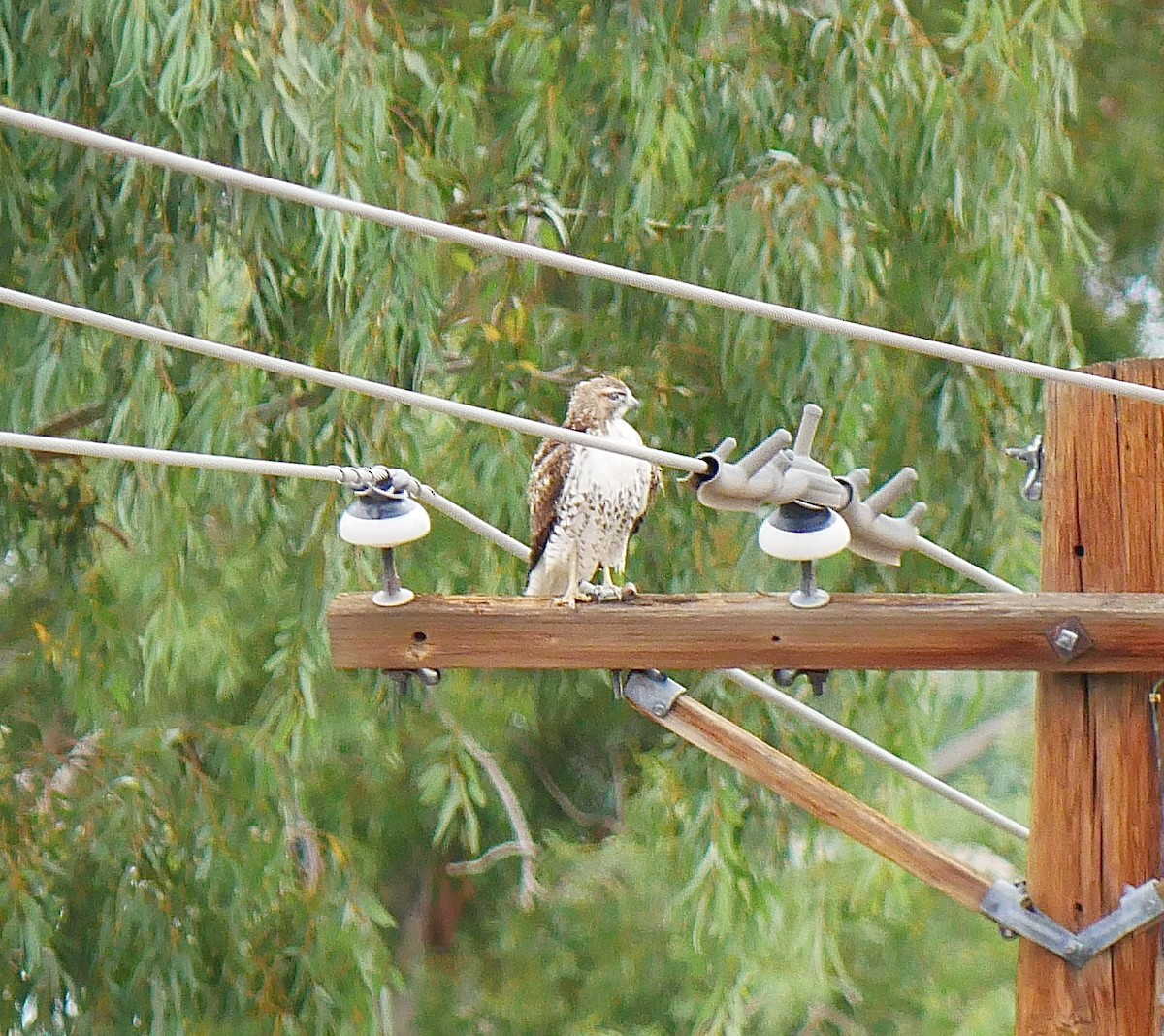 Red-tailed Hawk - ML643202926