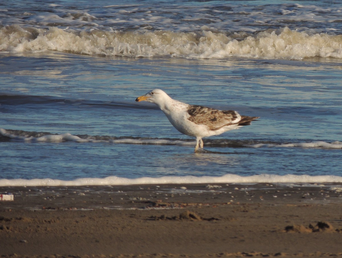 Gaviota Cangrejera - ML643202949