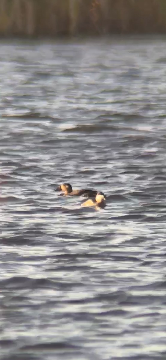 Surf Scoter - ML643202971