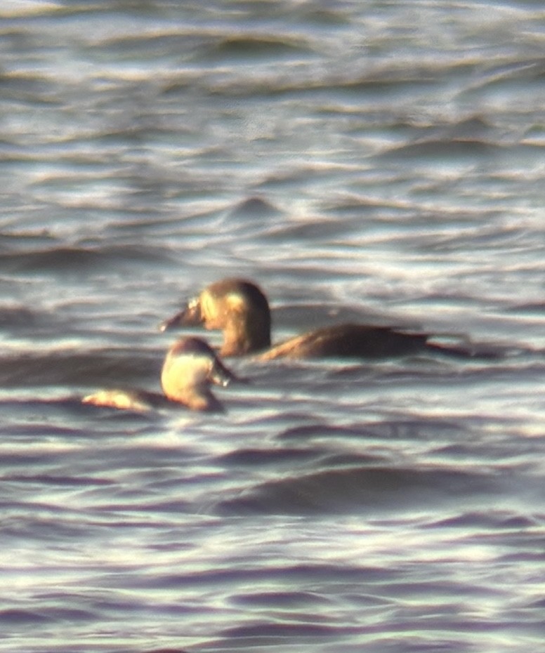 Surf Scoter - ML643202972